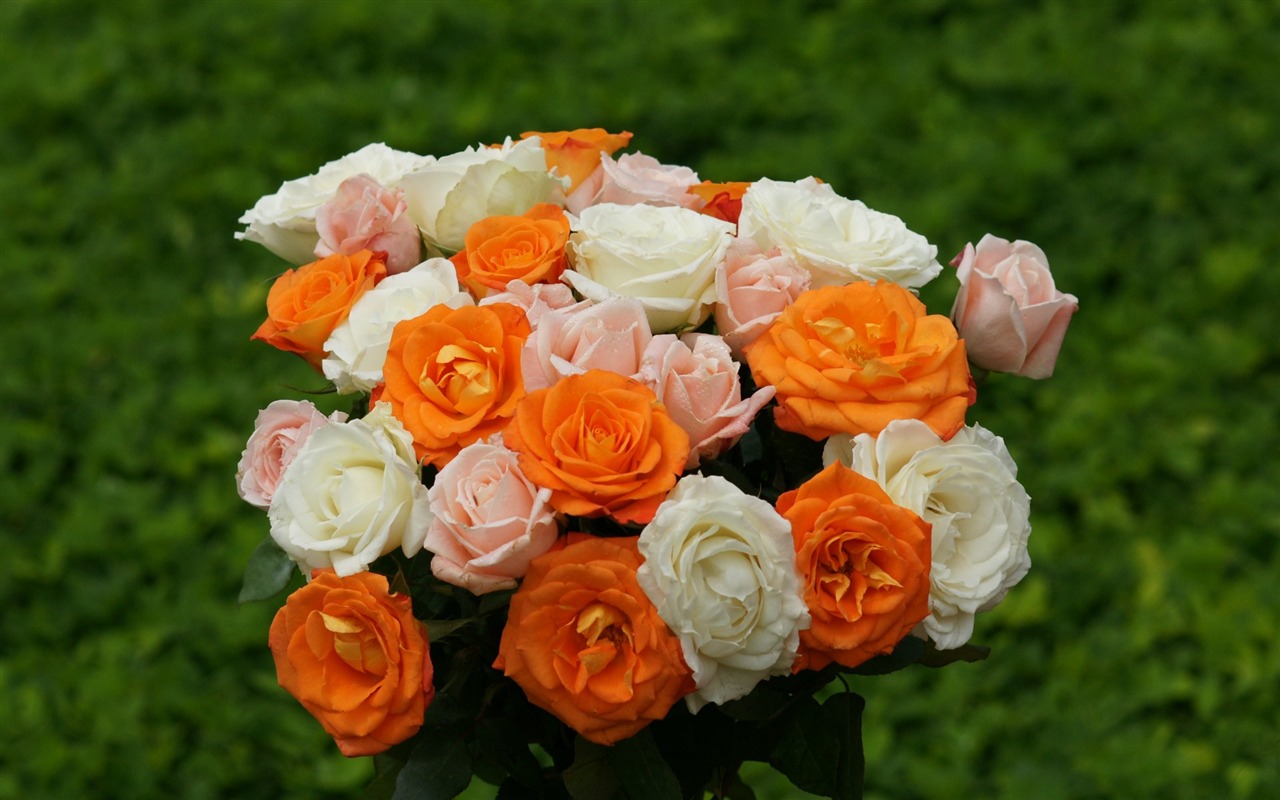 Rose Foto tapety (10) #15 - 1280x800