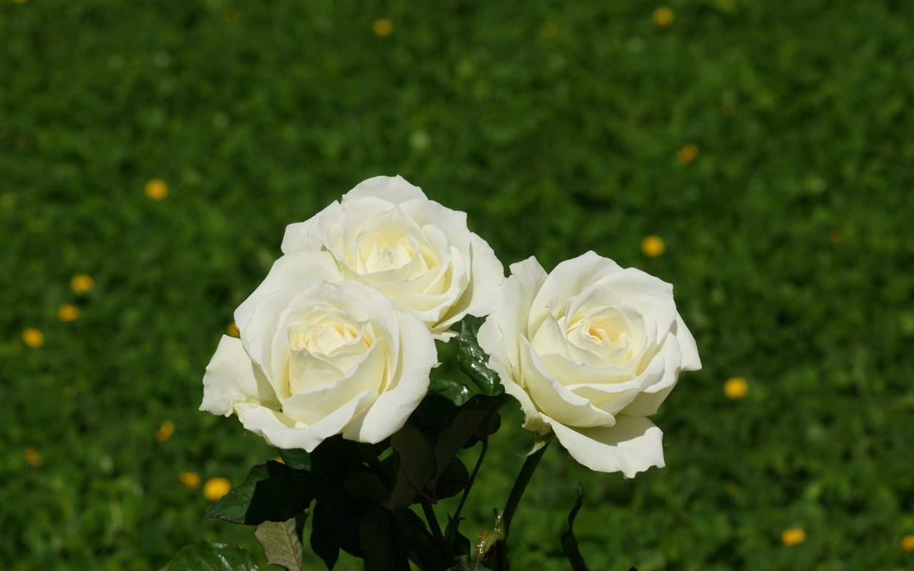 Rose Foto tapety (10) #17 - 1280x800