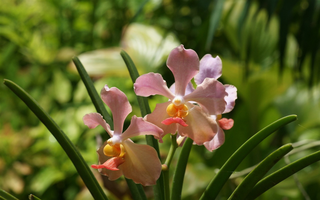 蘭花寫真 壁紙(一) #2 - 1280x800