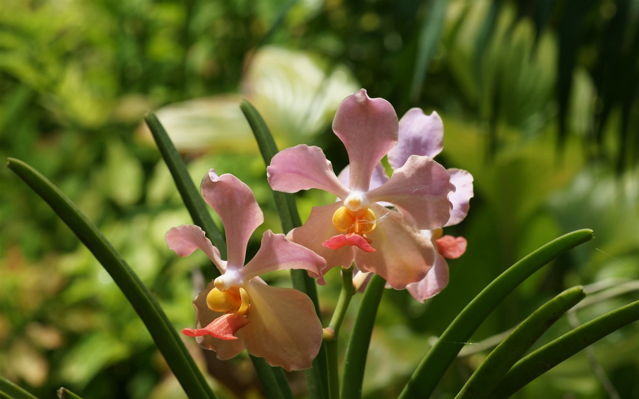 兰花写真 壁纸(一)2 - 1280x800