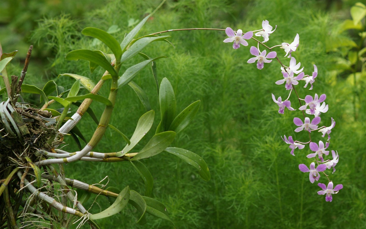 蘭花寫真 壁紙(一) #4 - 1280x800