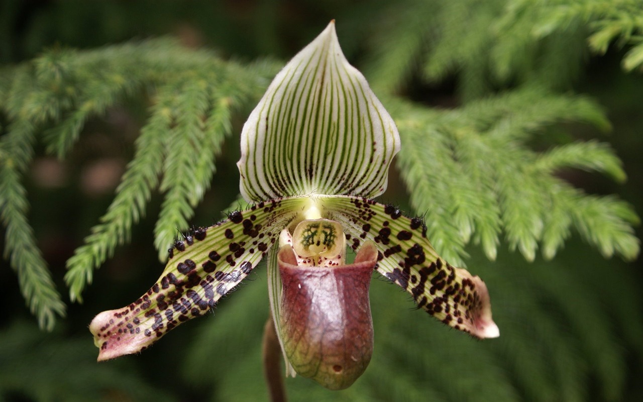 Orchidej tapety foto (1) #15 - 1280x800