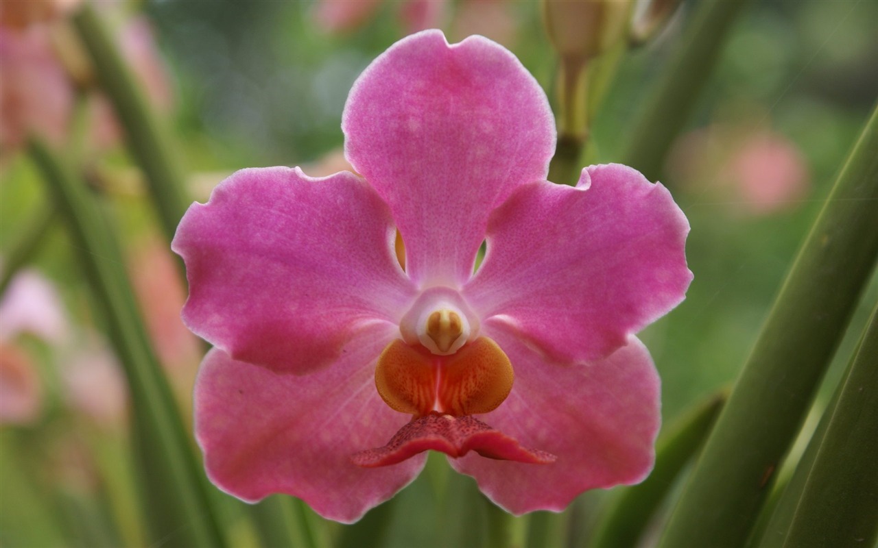Orquídea foto de fondo de pantalla (1) #19 - 1280x800