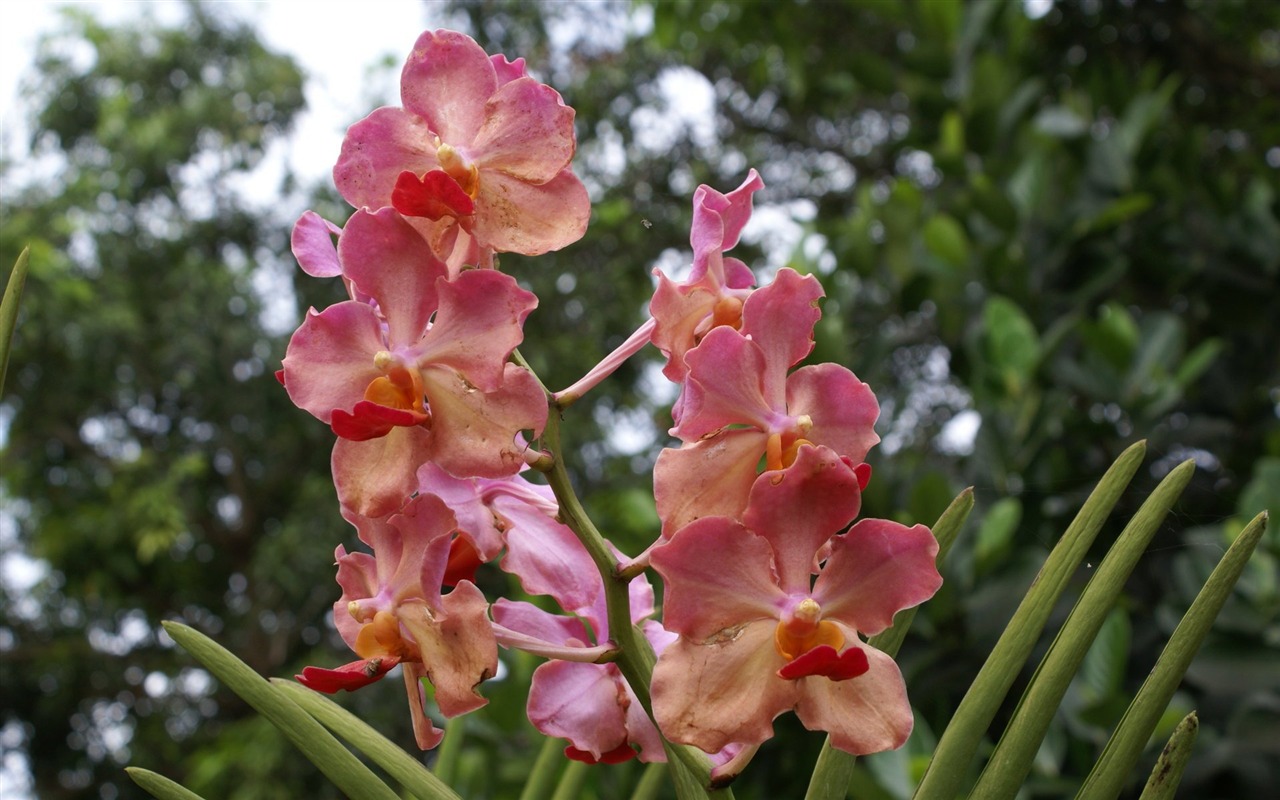 Orquídea foto de fondo de pantalla (1) #20 - 1280x800