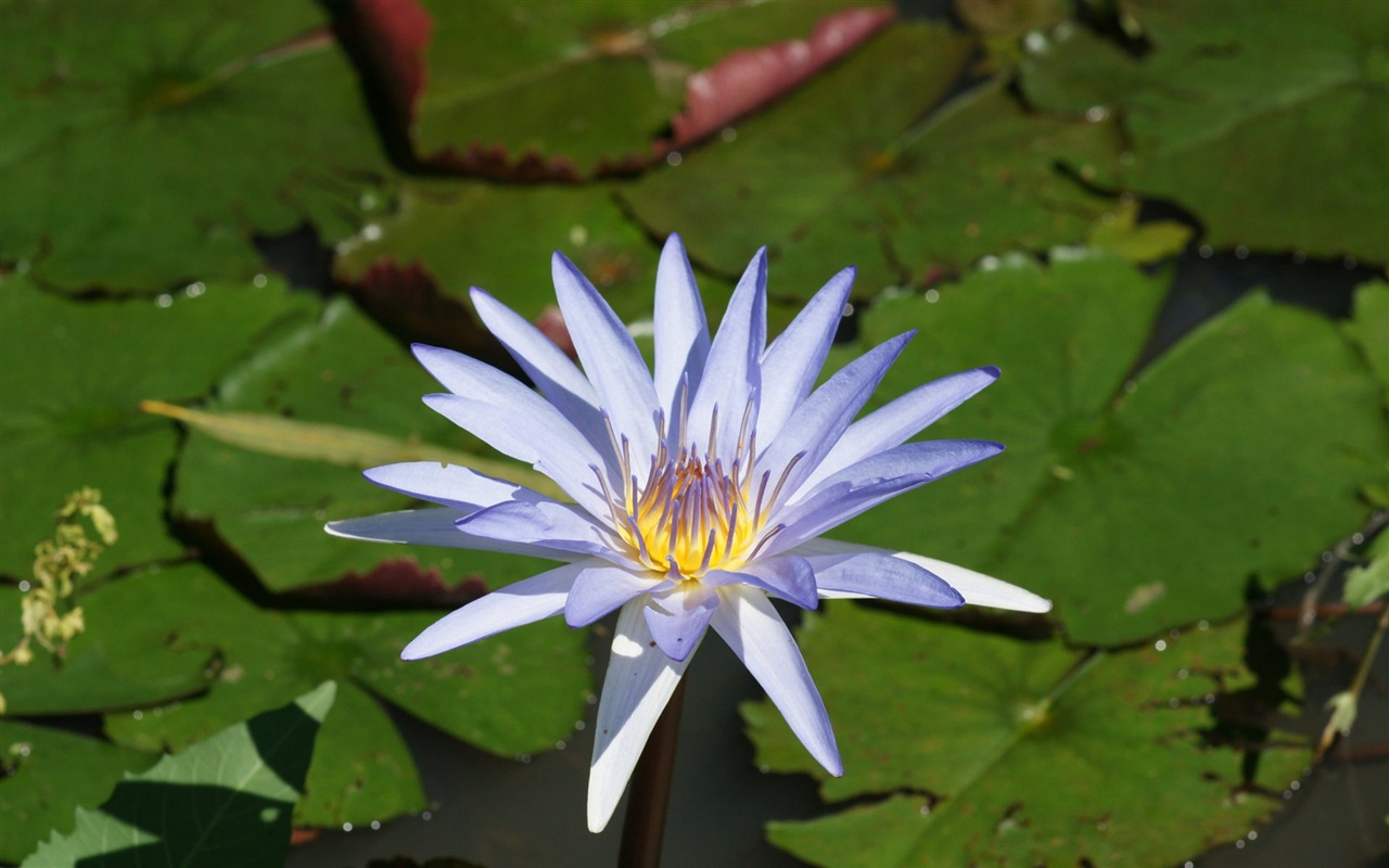 Lotus fondos de escritorio de la foto (1) #1 - 1280x800