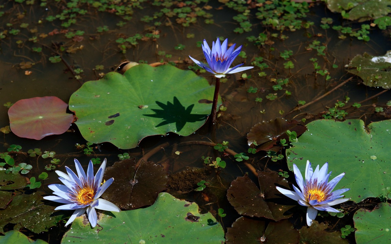 Fond d'écran photo Lotus (1) #3 - 1280x800