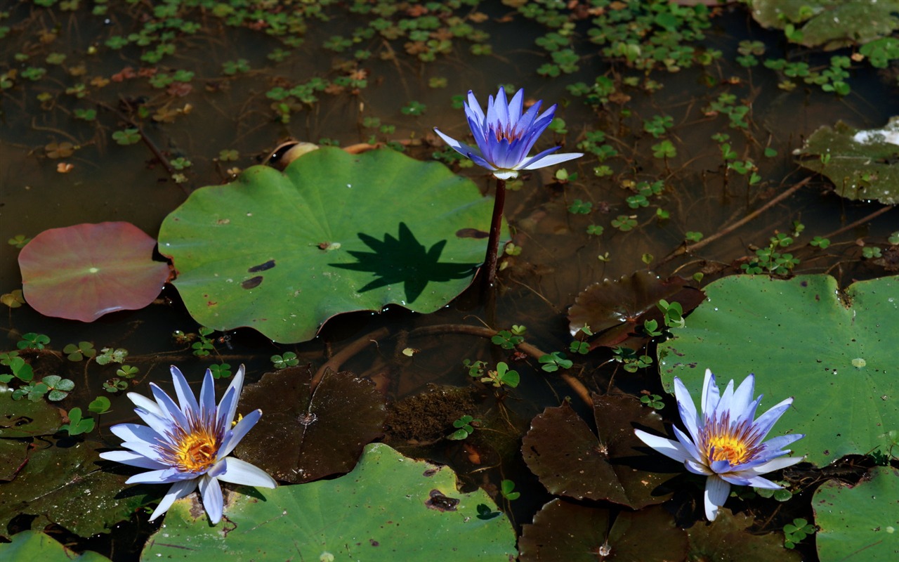 蓮花寫真 壁紙(一) #3 - 1280x800