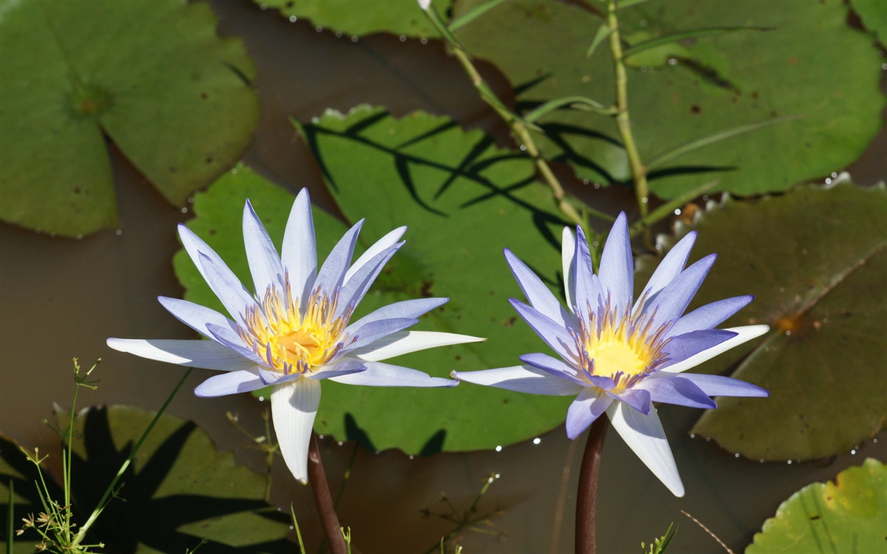 蓮花寫真 壁紙(一) #4 - 1280x800