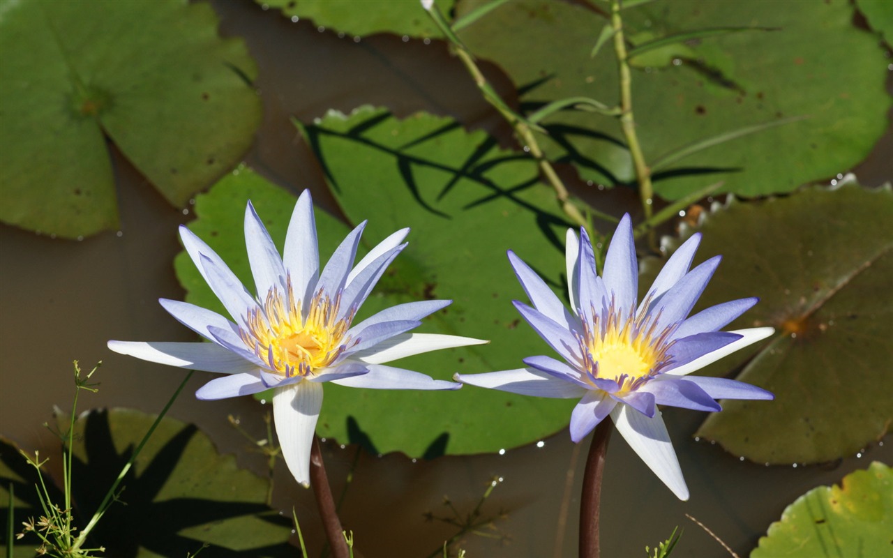 Lotus fondos de escritorio de la foto (1) #4 - 1280x800