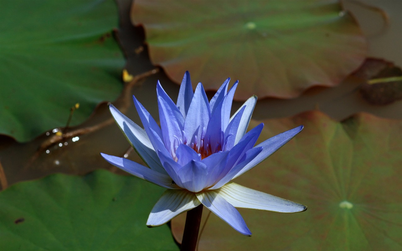 蓮花寫真 壁紙(一) #7 - 1280x800