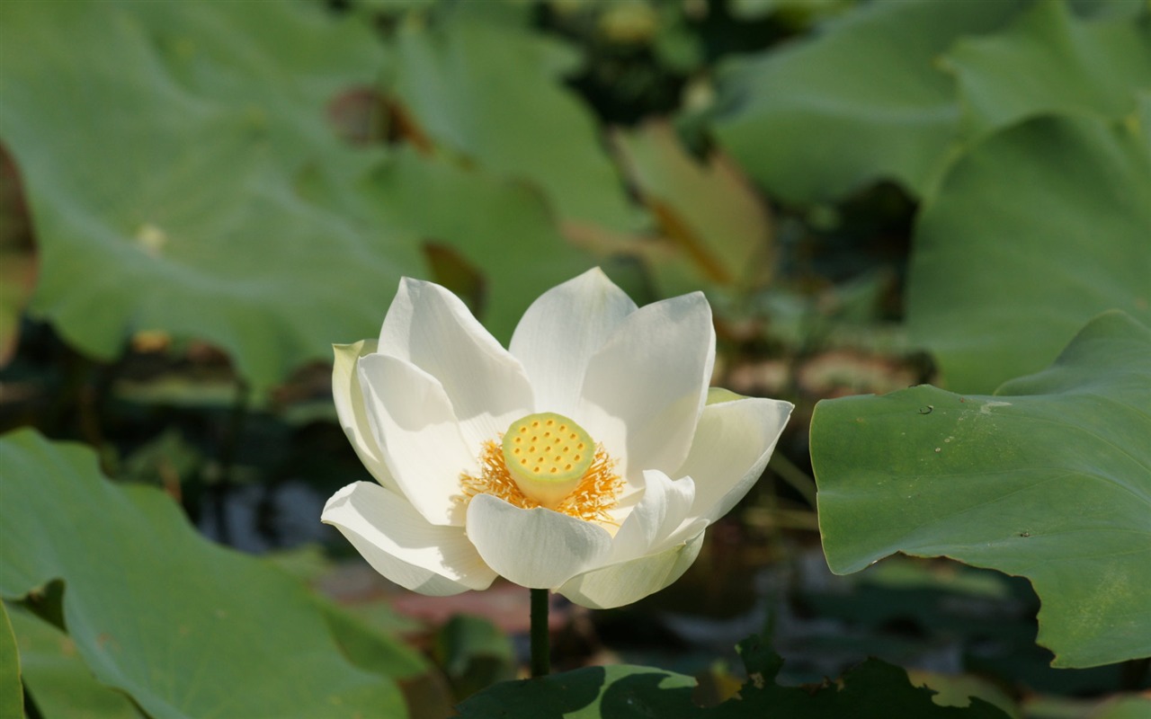 蓮花寫真 壁紙(一) #19 - 1280x800