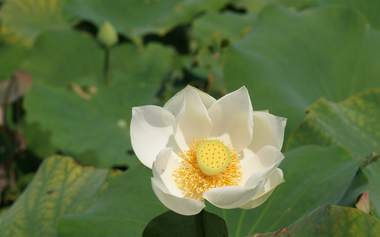 蓮花寫真 壁紙(一) #20 - 1280x800