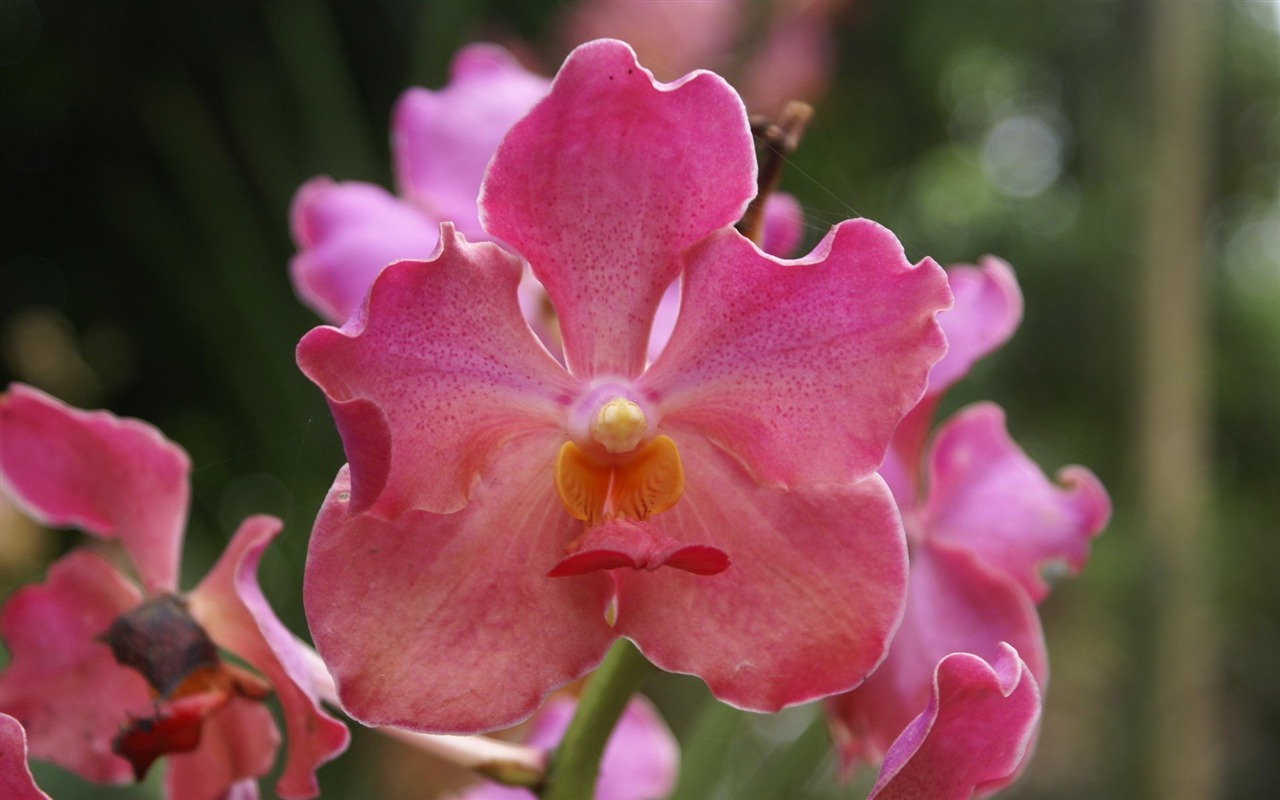 Orquídea foto de fondo de pantalla (2) #1 - 1280x800