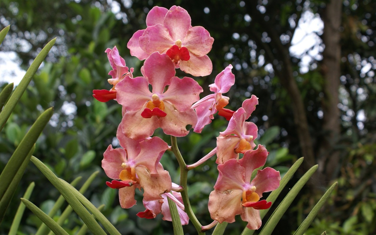 Orquídea foto de fondo de pantalla (2) #2 - 1280x800