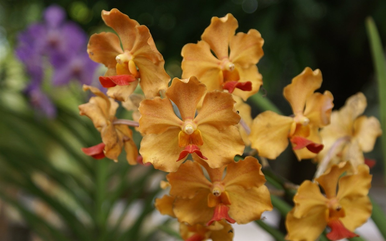 Orquídea foto de fondo de pantalla (2) #5 - 1280x800