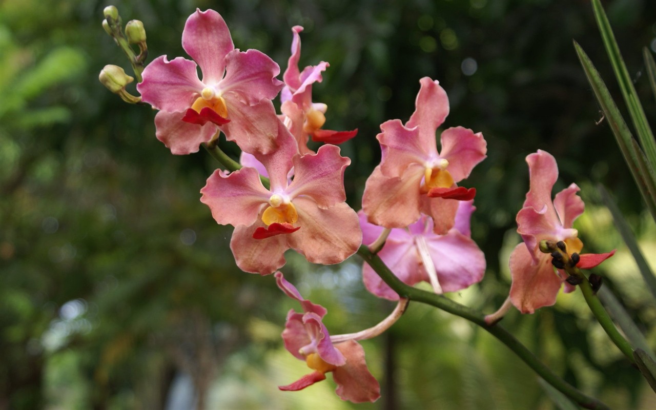 Orquídea foto de fondo de pantalla (2) #8 - 1280x800