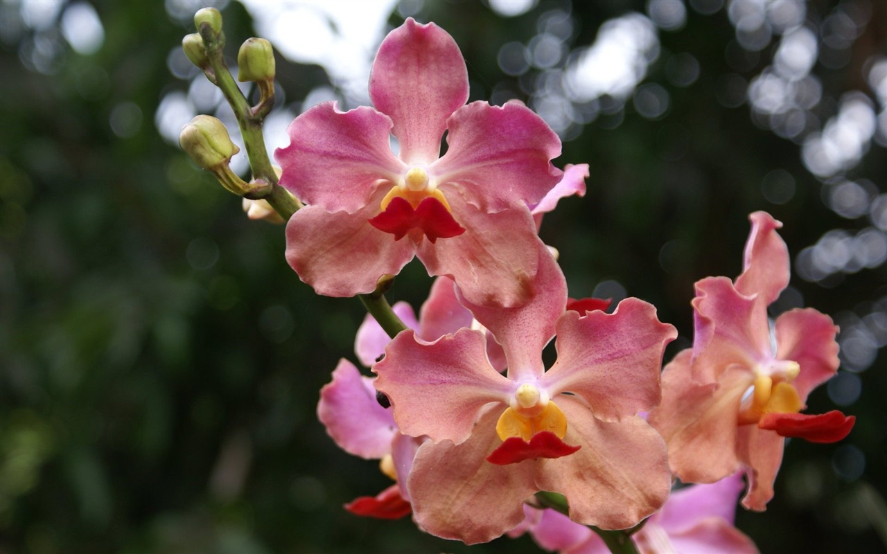 Orquídea foto de fondo de pantalla (2) #9 - 1280x800
