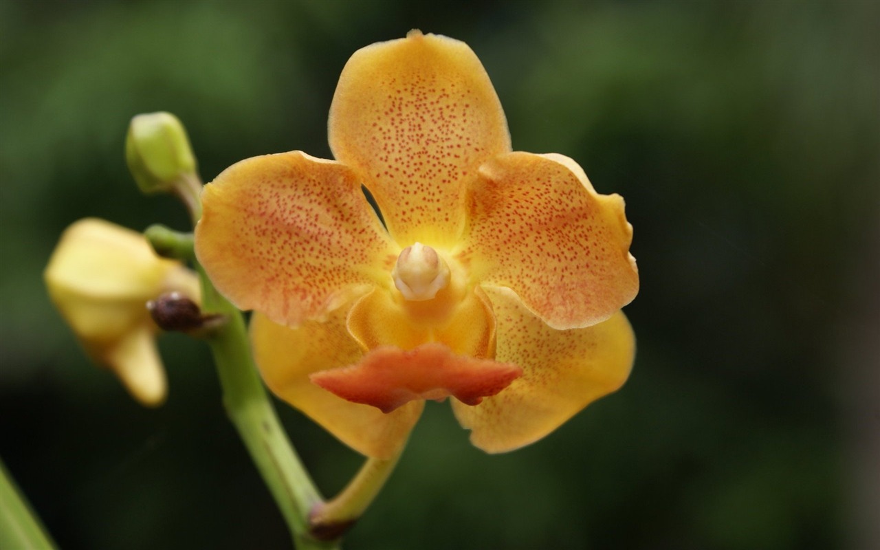 Orquídea foto de fondo de pantalla (2) #15 - 1280x800