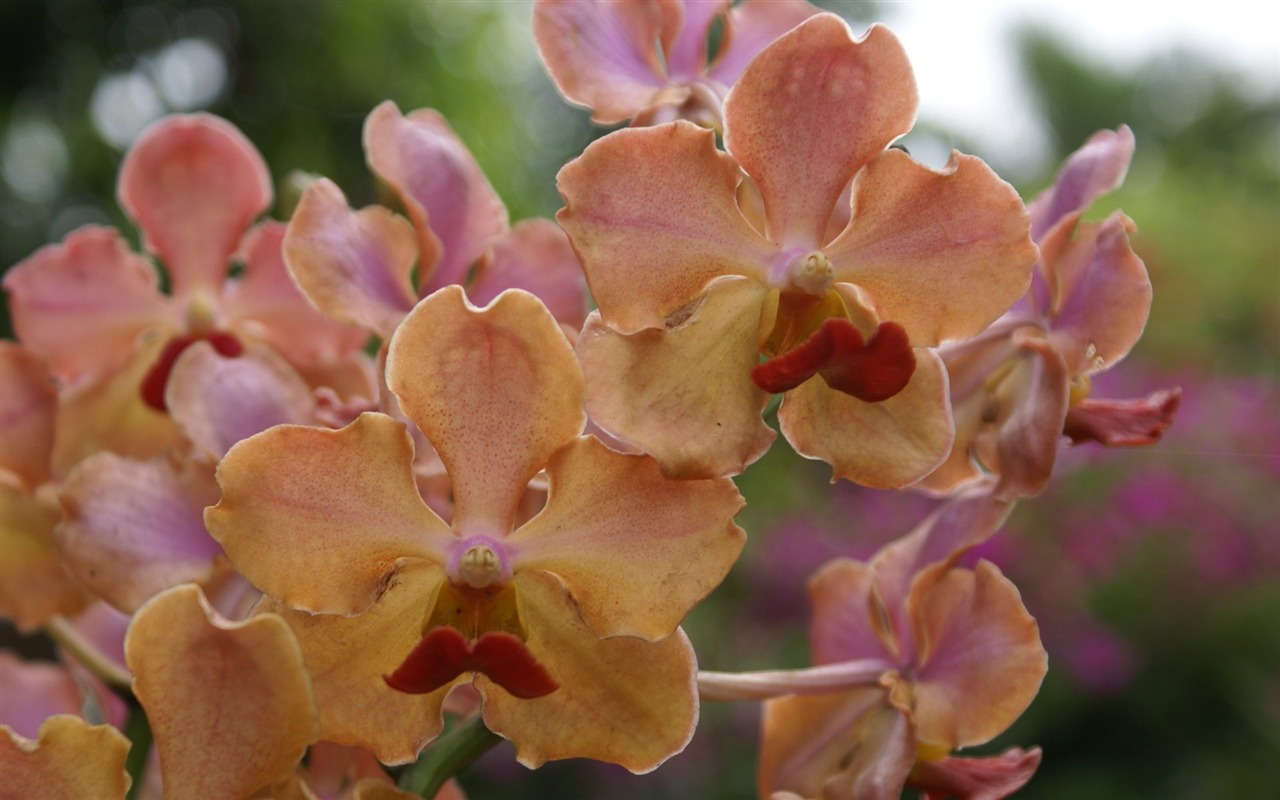 Orchidej tapety foto (2) #16 - 1280x800