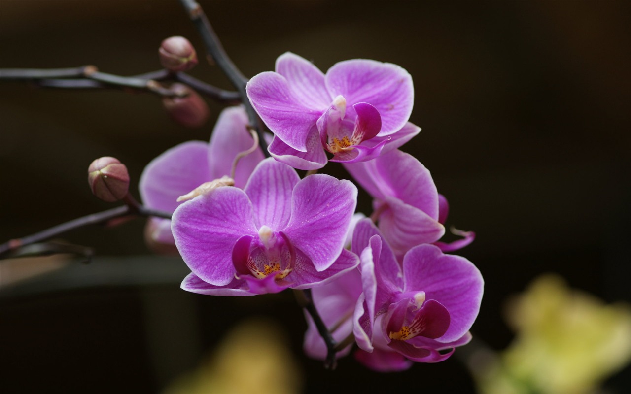 Orquídea foto de fondo de pantalla (2) #20 - 1280x800