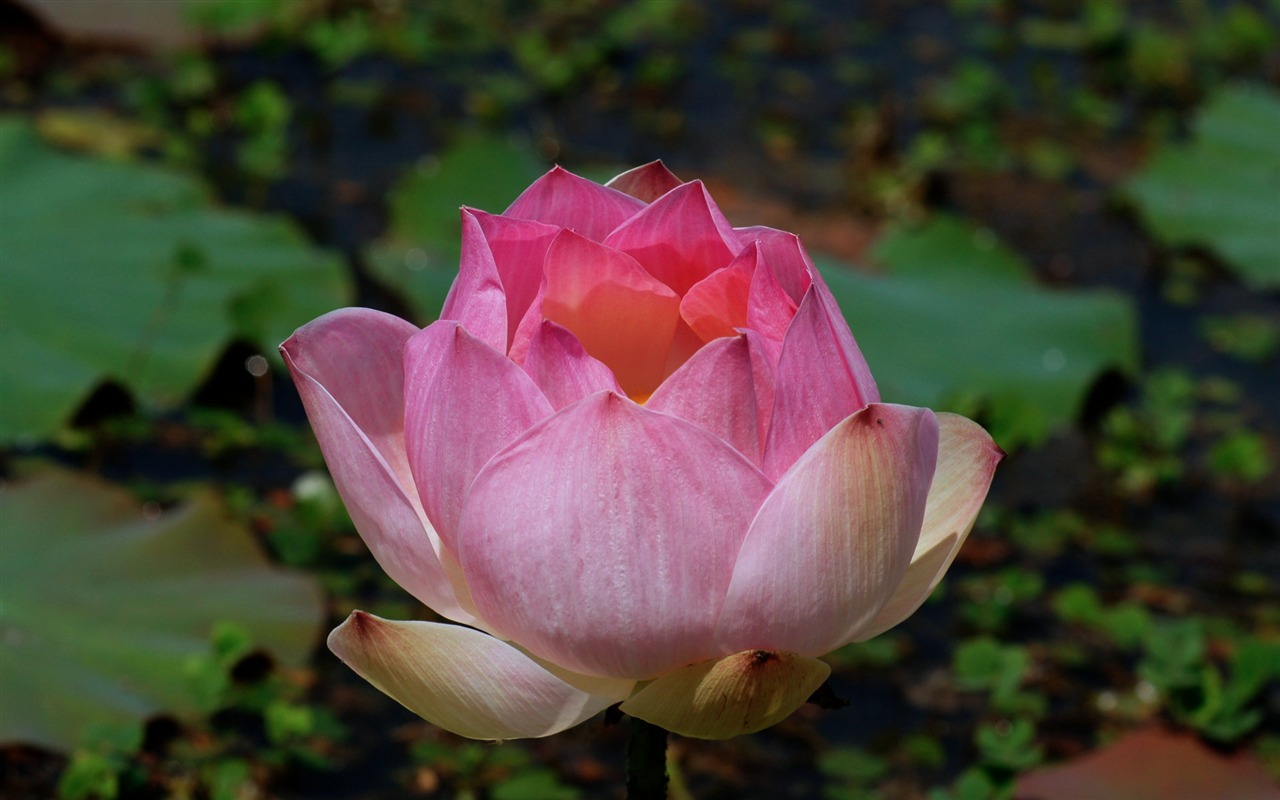 Lotus fondos de escritorio de la foto (2) #2 - 1280x800