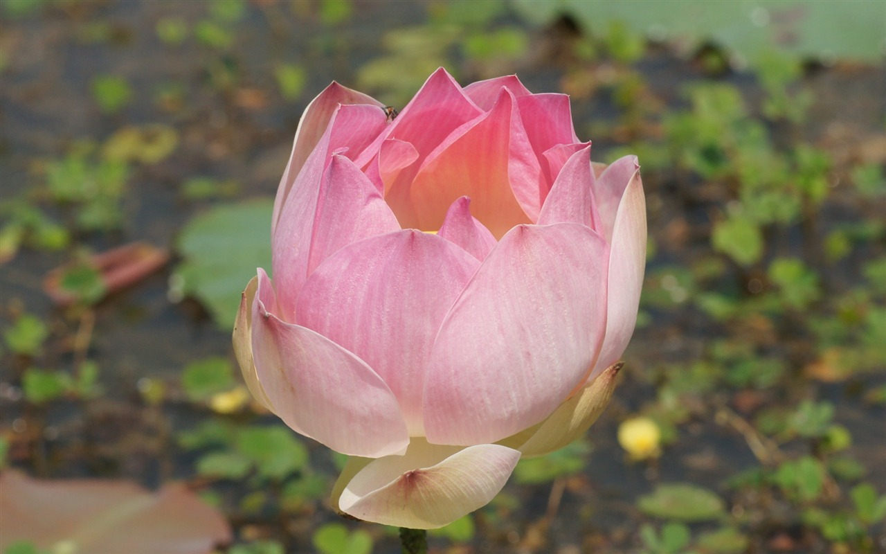 蓮花寫真 壁紙(二) #3 - 1280x800
