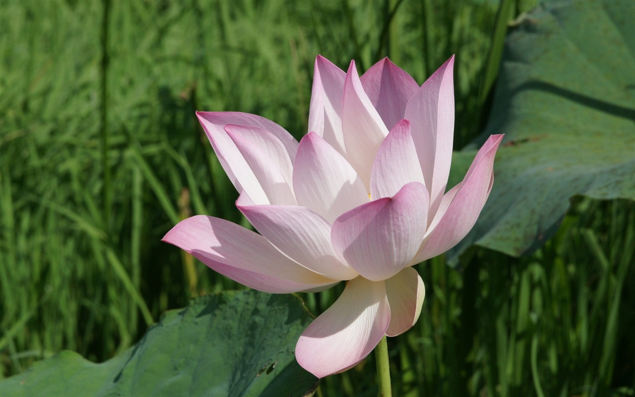 蓮花寫真 壁紙(二) #5 - 1280x800