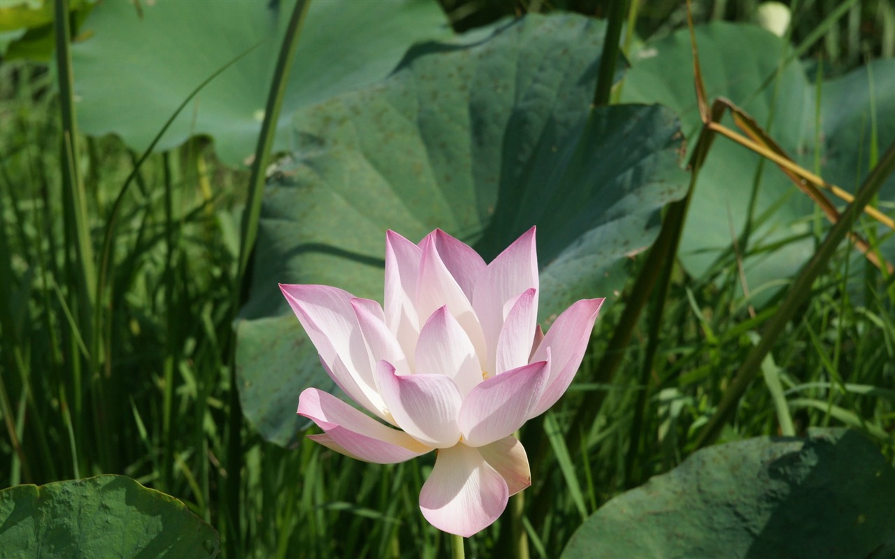 Lotus Fototapete (2) #6 - 1280x800