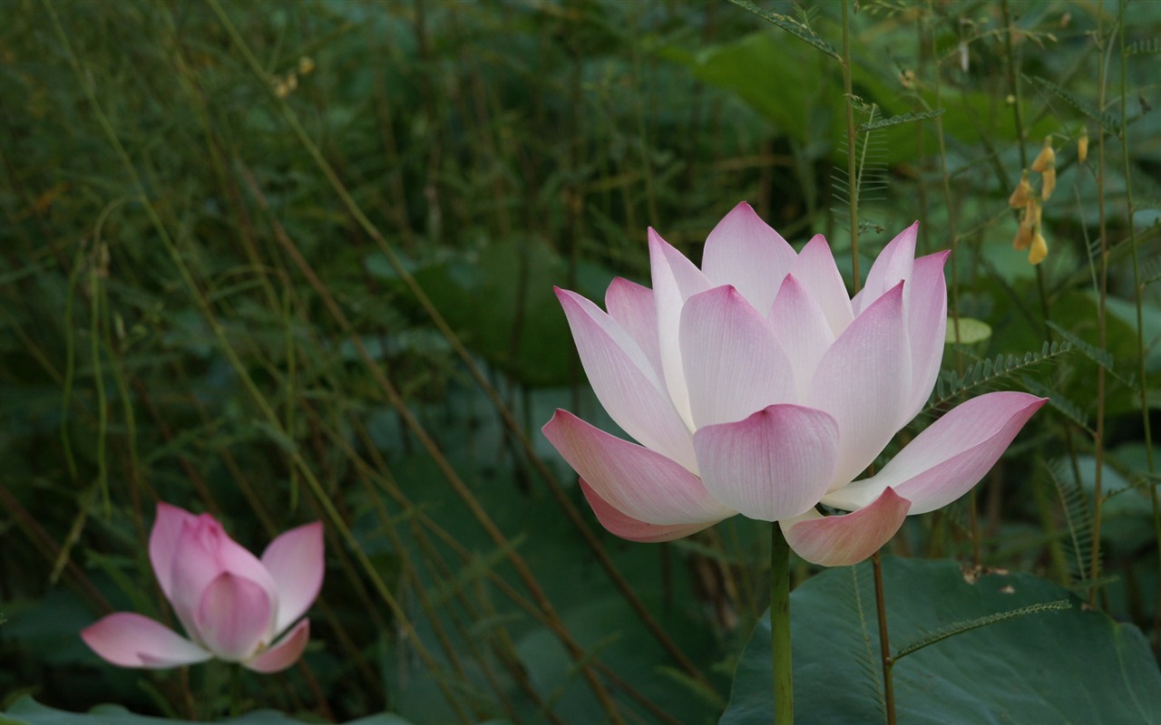 Lotus tapety foto (2) #7 - 1280x800