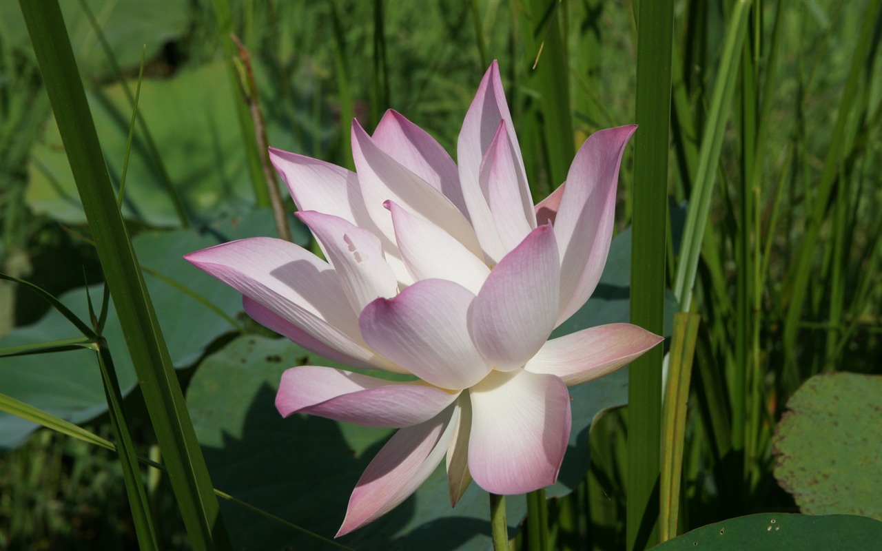 蓮花寫真 壁紙(二) #9 - 1280x800