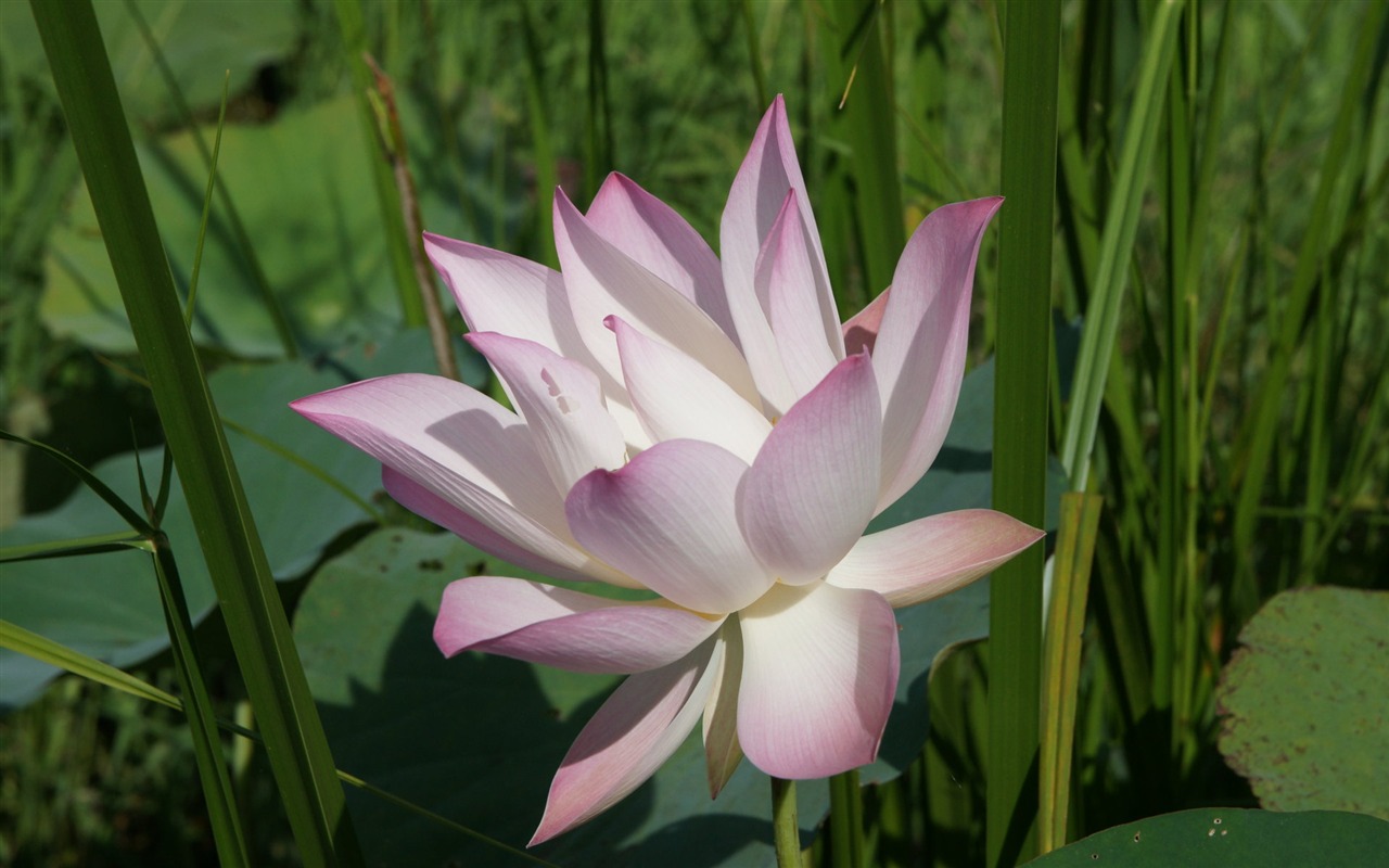 Lotus fondos de escritorio de la foto (2) #9 - 1280x800