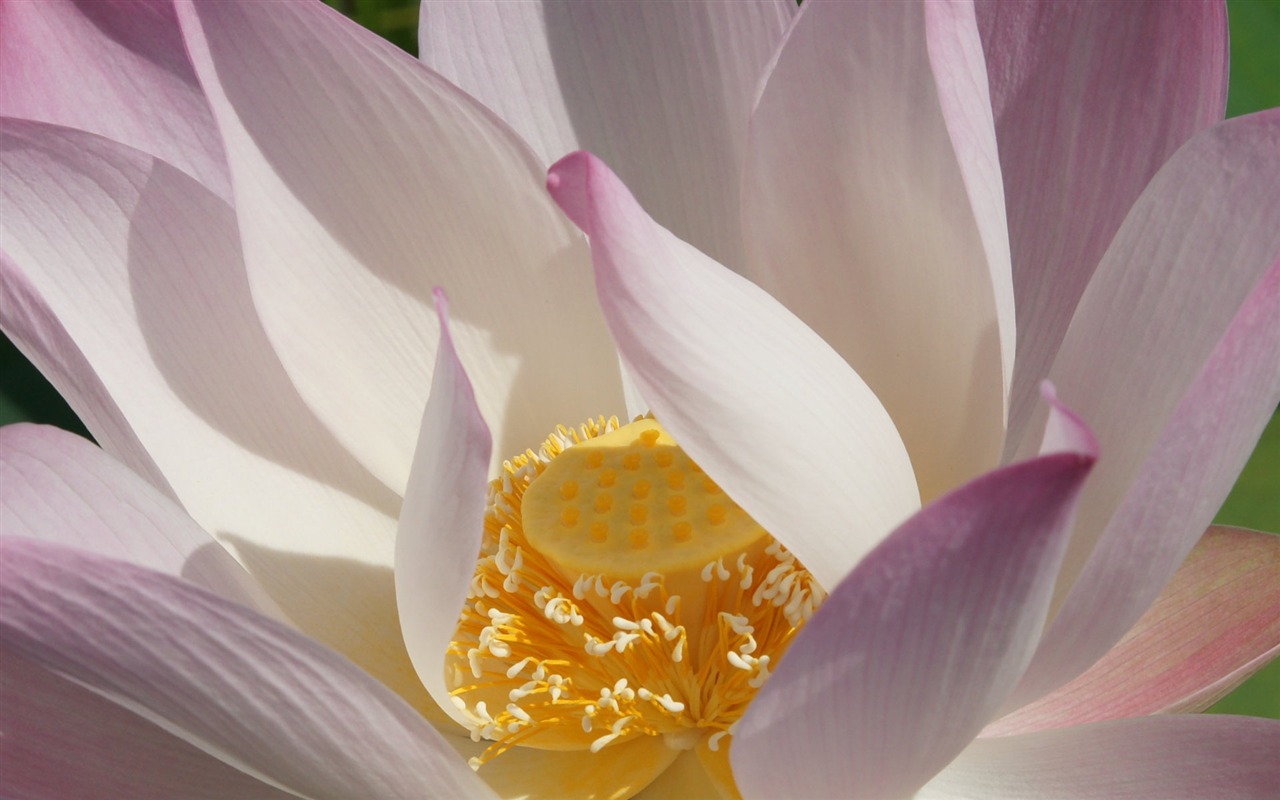 Lotus tapety foto (2) #12 - 1280x800