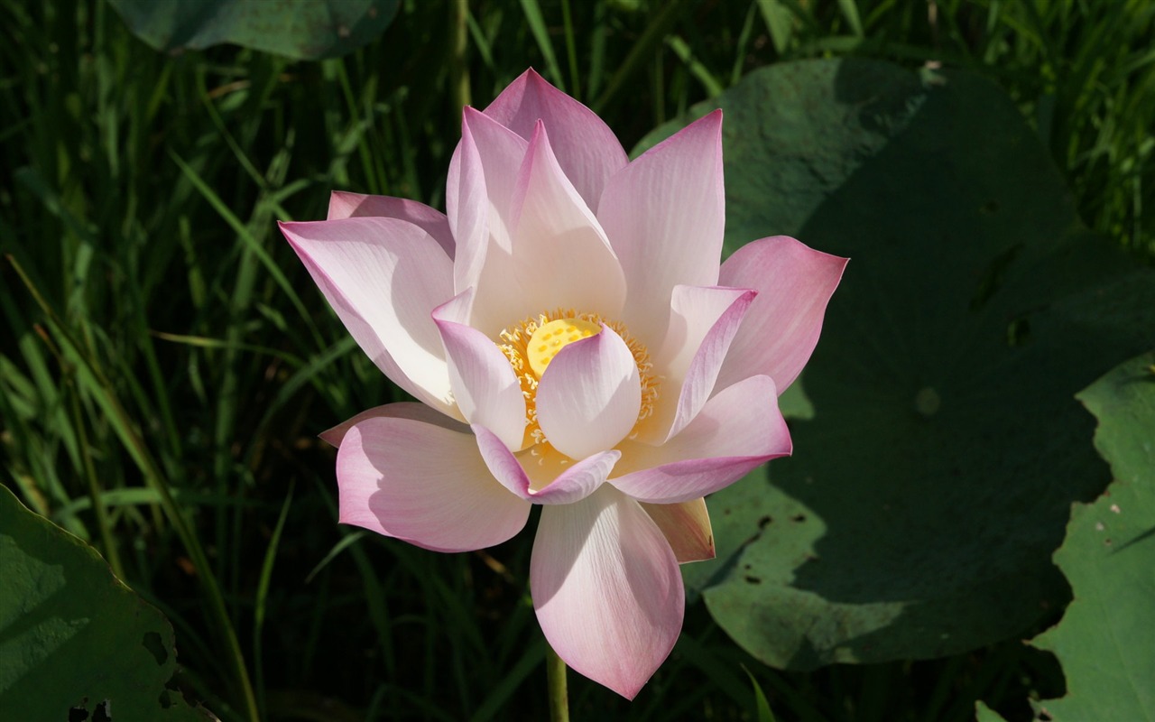 Lotus Fototapete (2) #13 - 1280x800