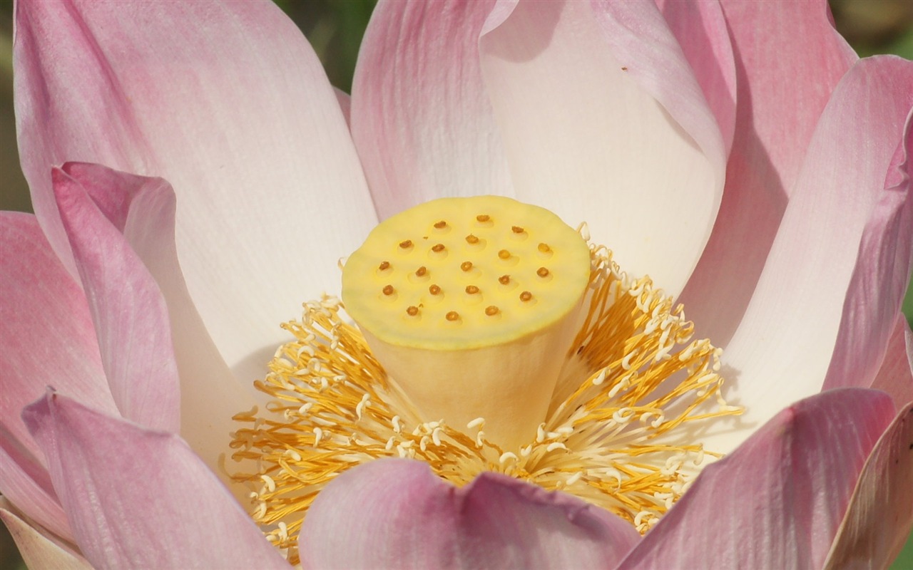 Lotus tapety foto (2) #16 - 1280x800