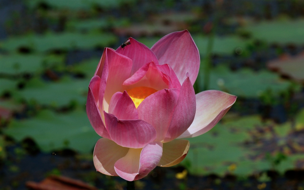 Lotus photo wallpaper (2) #17 - 1280x800