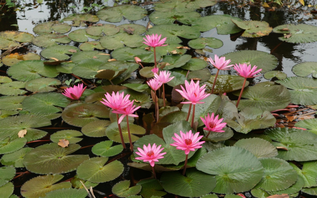 Lotus fondos de escritorio de la foto (2) #18 - 1280x800