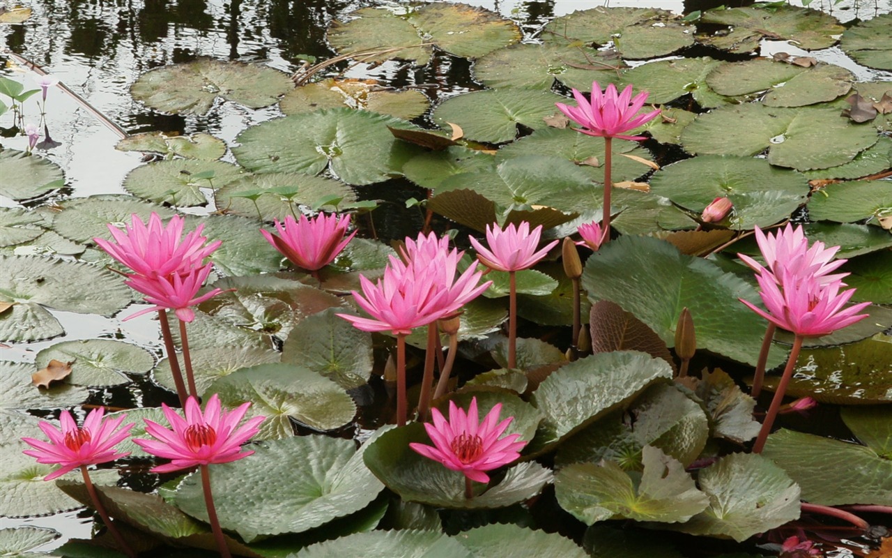 Lotus fondos de escritorio de la foto (2) #20 - 1280x800