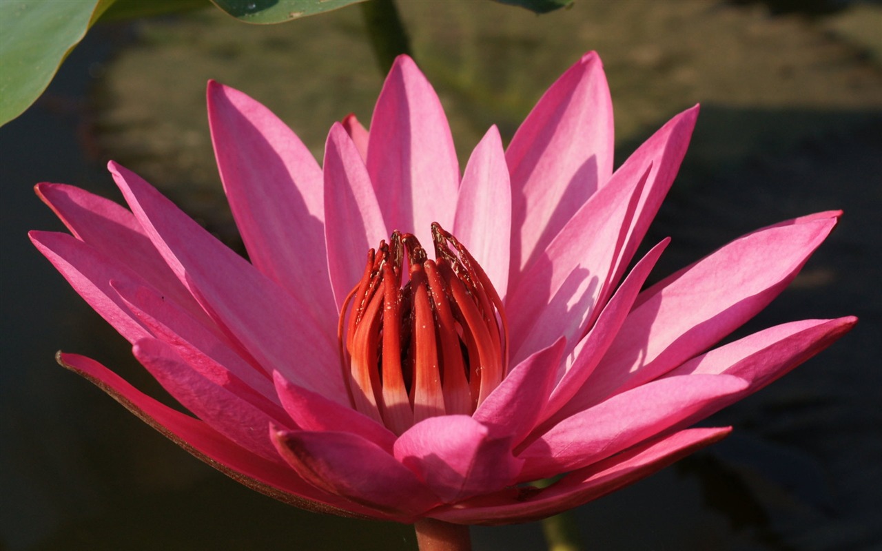 蓮花寫真 壁紙(三) #3 - 1280x800