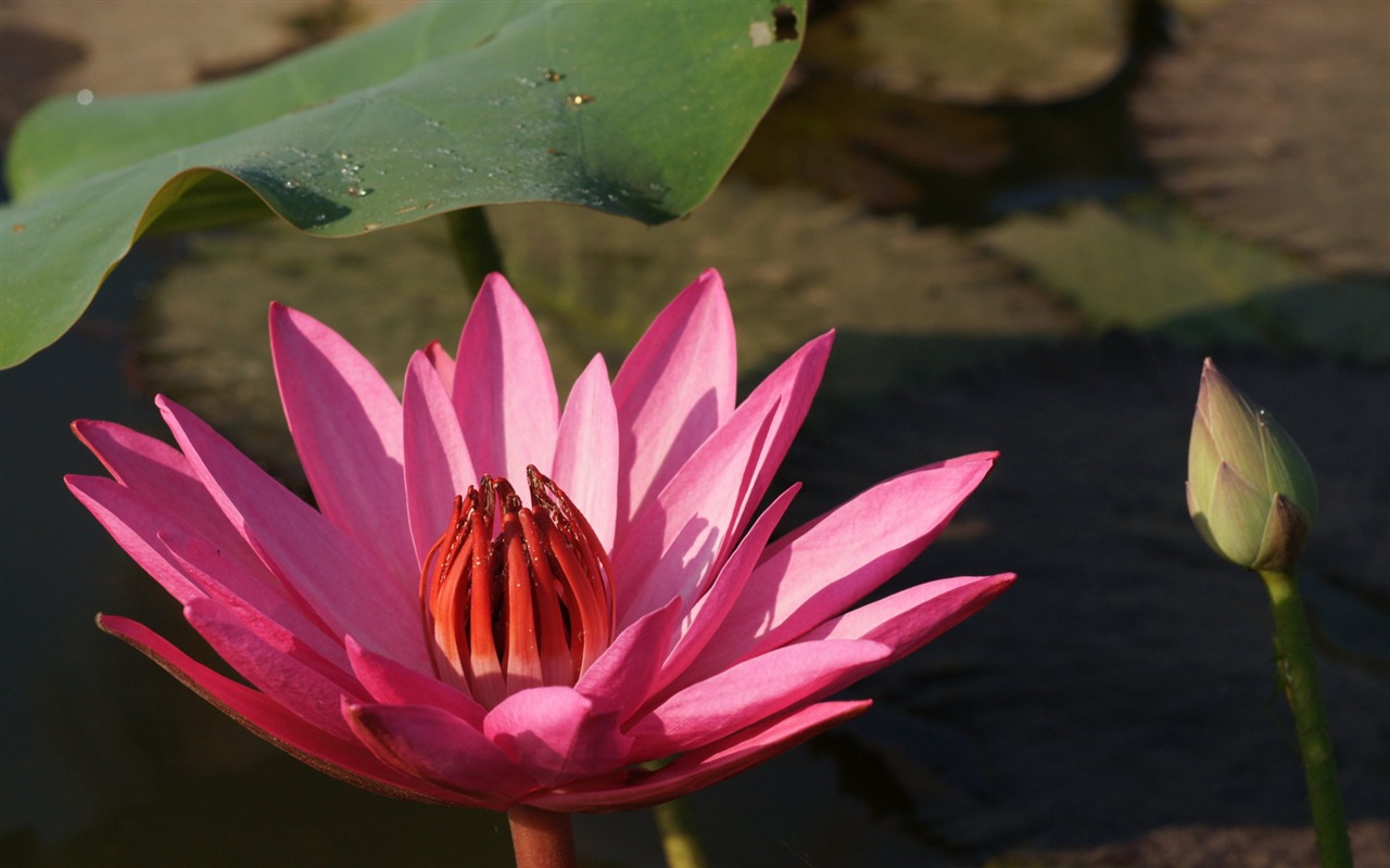 Lotus tapety foto (3) #4 - 1280x800