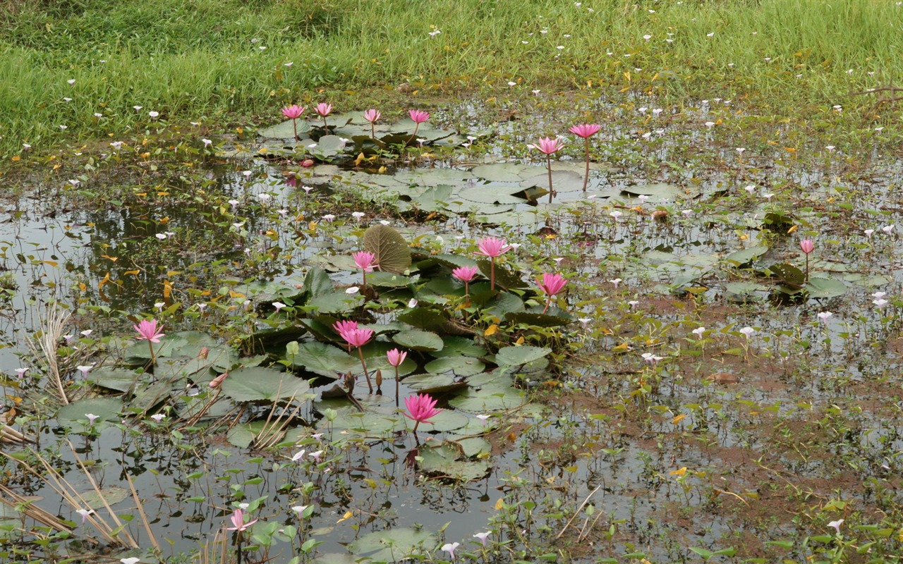 蓮花寫真 壁紙(三) #6 - 1280x800