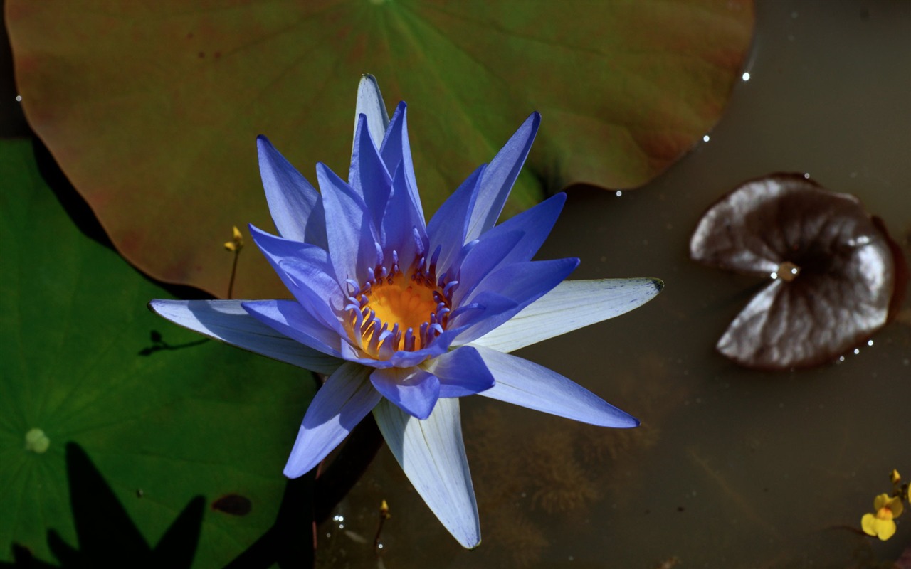 Fond d'écran photo Lotus (3) #7 - 1280x800
