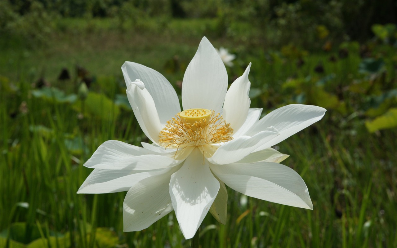 Fond d'écran photo Lotus (3) #9 - 1280x800