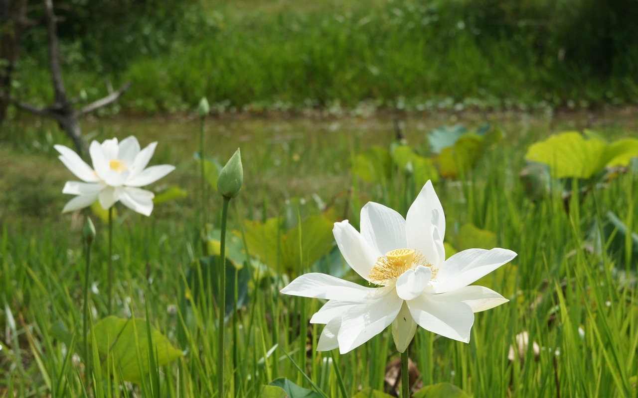 Fond d'écran photo Lotus (3) #11 - 1280x800