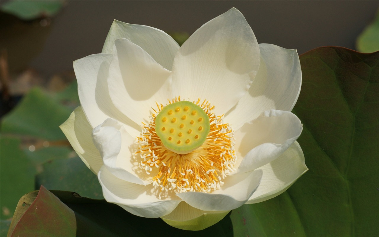 Lotus photo wallpaper (3) #12 - 1280x800