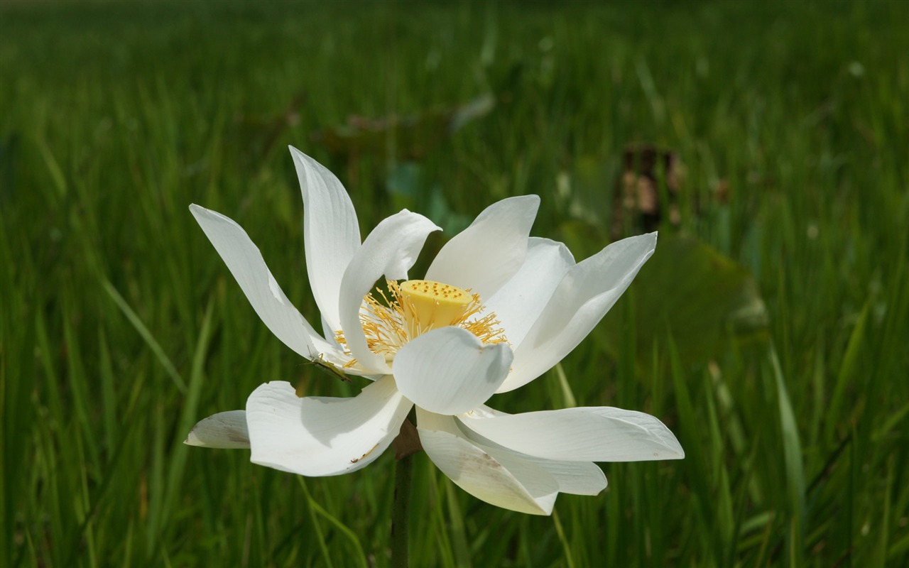 Fond d'écran photo Lotus (3) #19 - 1280x800