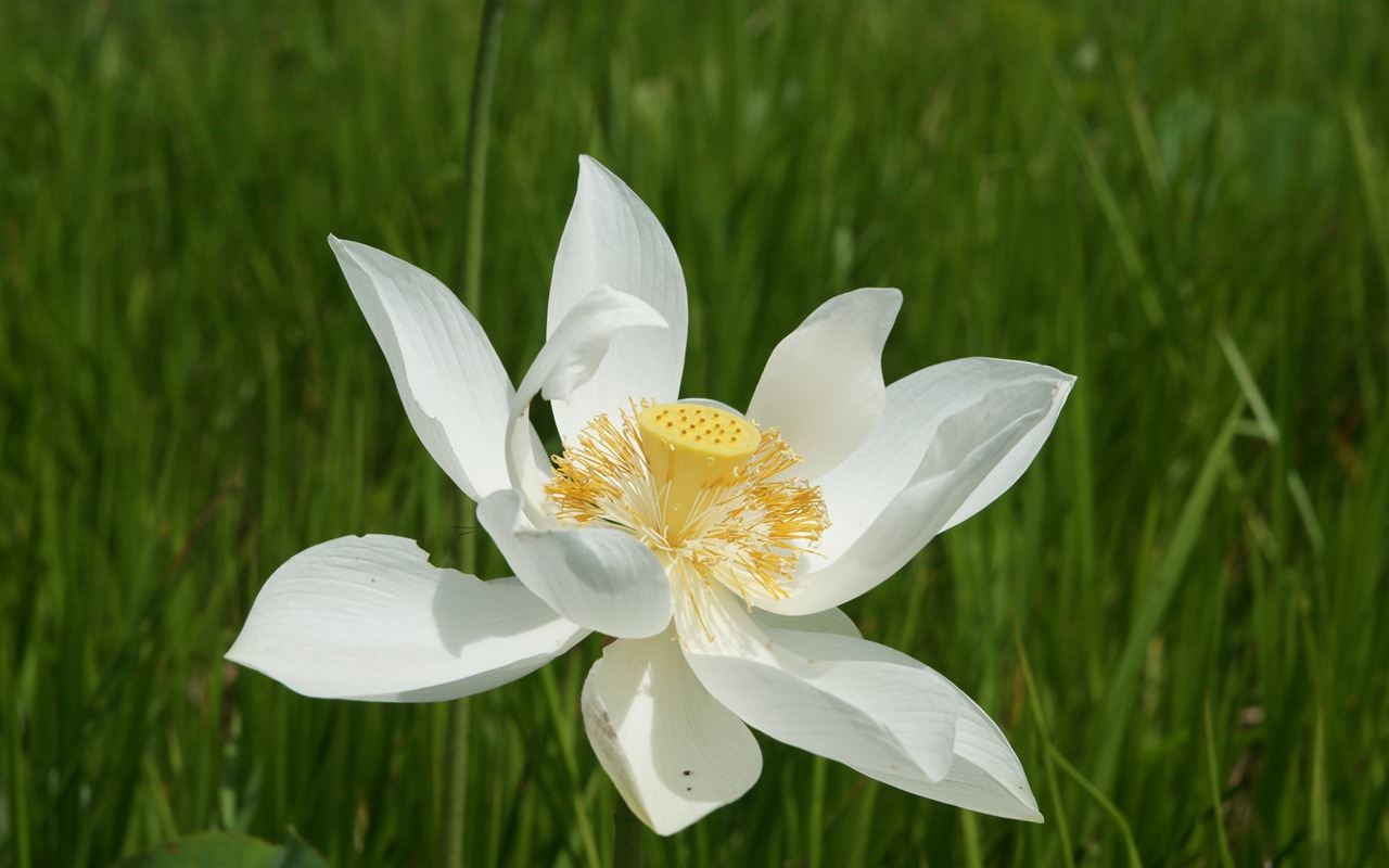 Fond d'écran photo Lotus (3) #20 - 1280x800