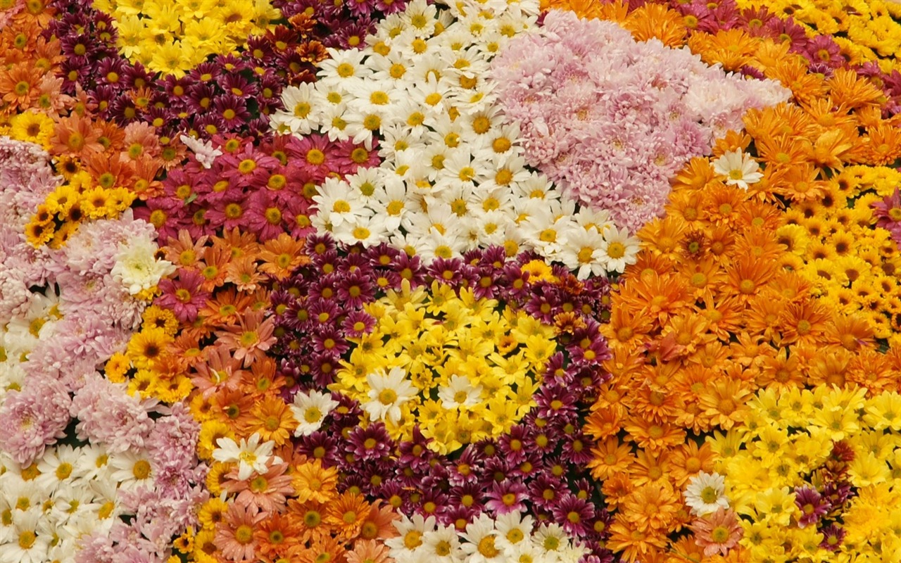fleurs colorées décorent fond d'écran (1) #3 - 1280x800