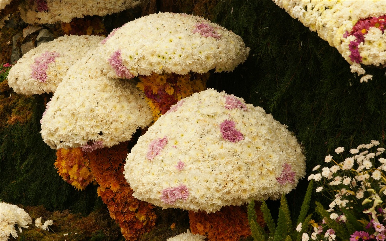 Bunte Blumen schmücken Tapete (1) #6 - 1280x800