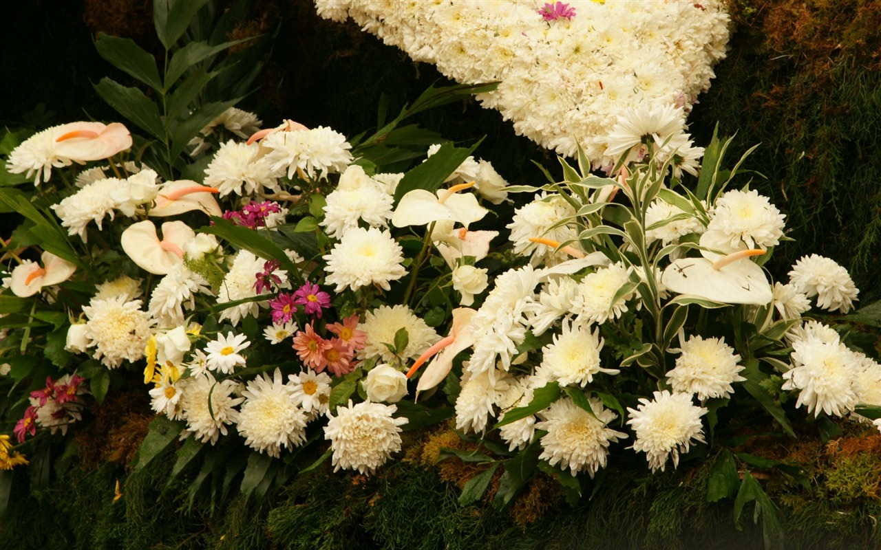 七彩花朵裝飾 壁紙(一) #7 - 1280x800