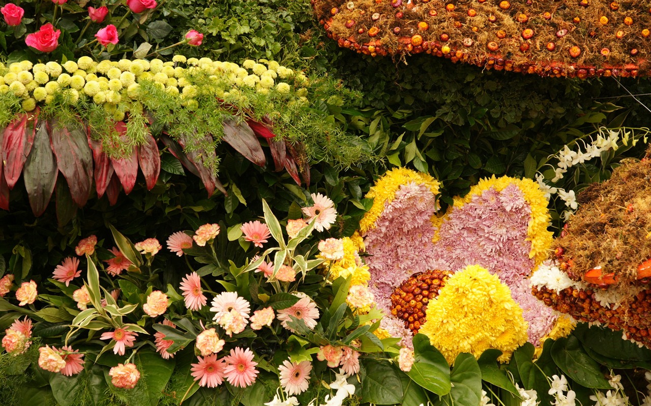 Barevné květy zdobí tapety (1) #13 - 1280x800